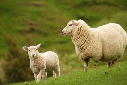 Mutton Vs. Lamb: What’s The Difference? | OpenRice Singapore