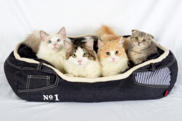 5 Cat Cafes in Singapore
