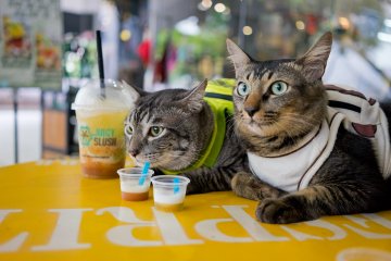 10 Pet-Friendly Cafes in Singapore