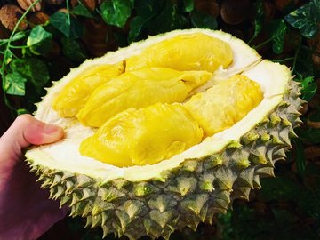 Musang King Black Gold Durian (黑金榴莲)