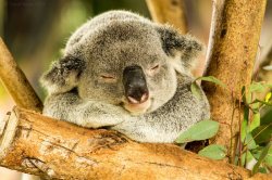 Chubby Botak Koala