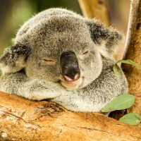 Chubby Botak Koala